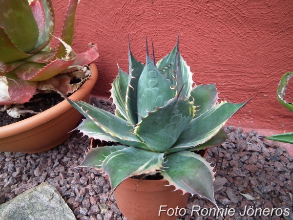 Agave parrasana fireball